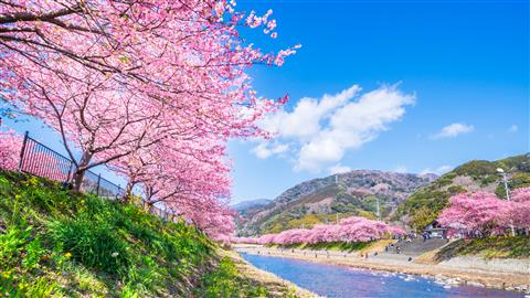 河津桜(冬頃撮影)